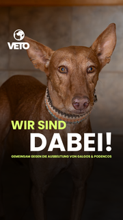 180_veto-jagdhunde-unterstuetzermaterial-socialmedia-story-wirsinddabei