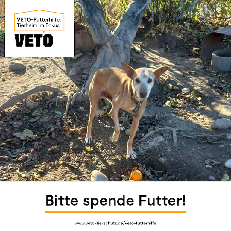 772_Facebook-Post-VETO-Futterhilfe_Bitte_spende_Futter