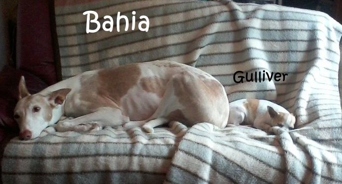 Bahia+Gulliver_Foto-0005