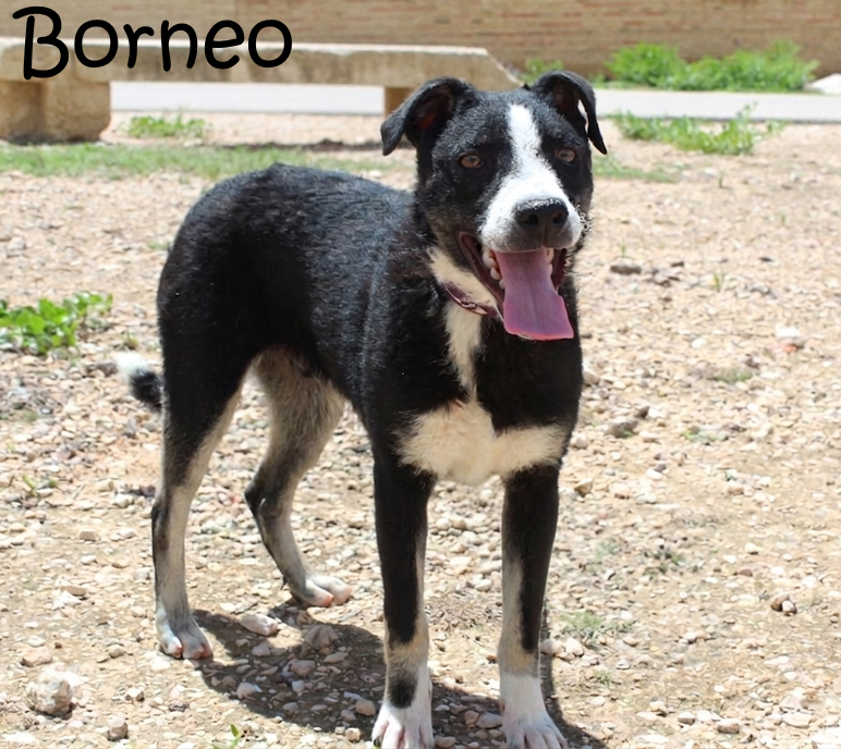Borneo_IMG_9599-1
