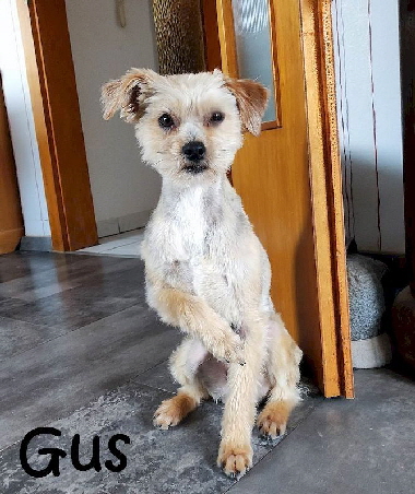Gus_326932126_1252835411964240_5339830554866825146_n_mN