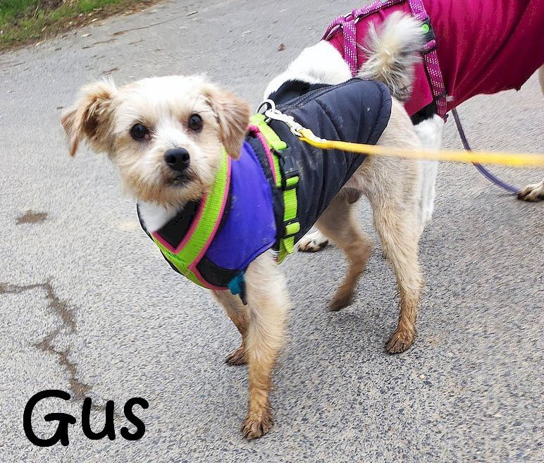 Gus_330379251_909518386757452_1481665934804761256_n_mN