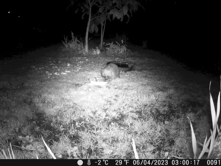 Igel_20230406_DSCF0091
