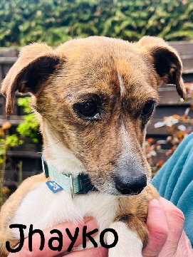 Jhayko-20260406-WA0021_mN