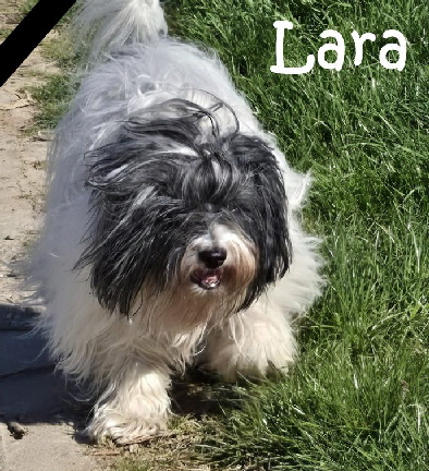 Lara-20260127-WA0001 Lara-20260127-WA0001