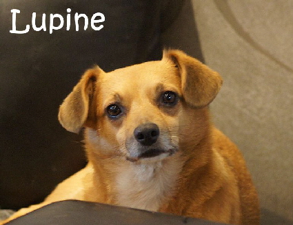 Lupine_DSC09971