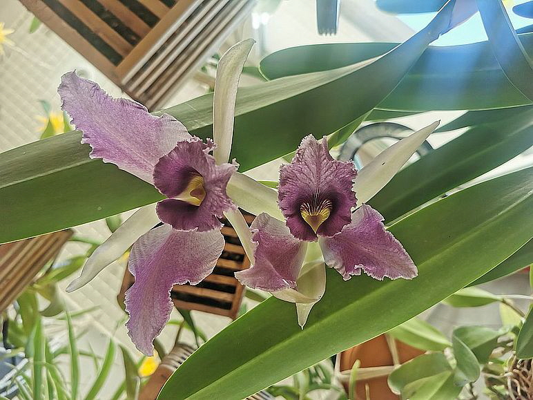 Orchidee_20251121_141810