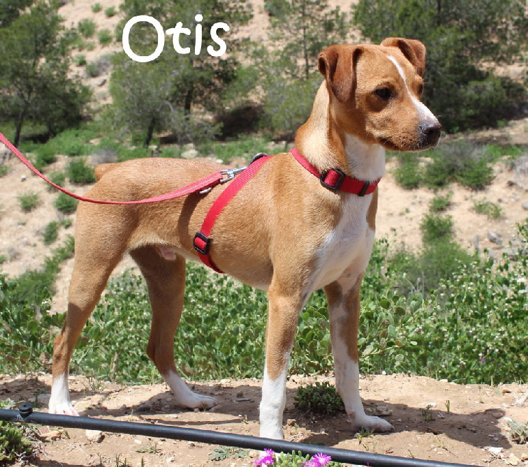 Otis_9648_mN