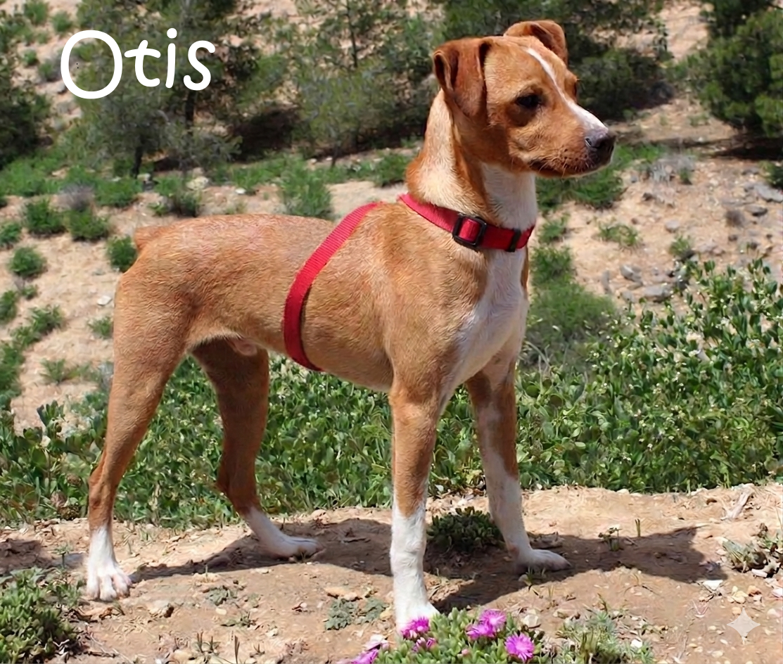 Otis_IMG_9650-1
