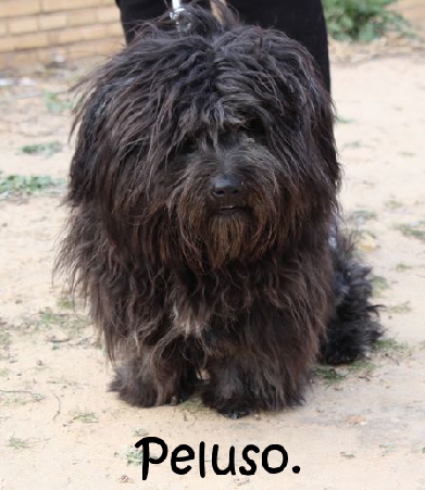 Peluso_2087