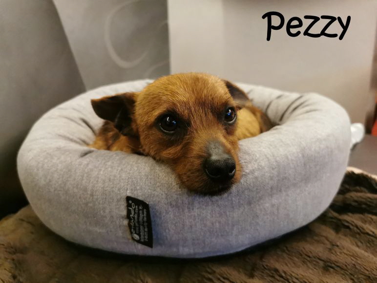 Pezzy_20260317_195924_mN