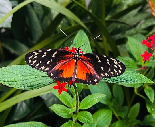 Schmetterling_20260315-WA0001 Schmetterling_20260315-WA0001