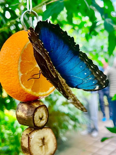 Schmetterling_20260315-WA0008 Schmetterling_20260315-WA0008