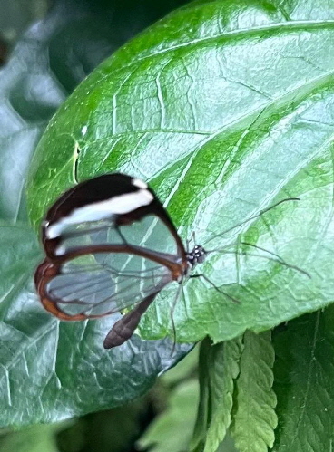 Schmetterling_20260315-WA0013 Schmetterling_20260315-WA0013