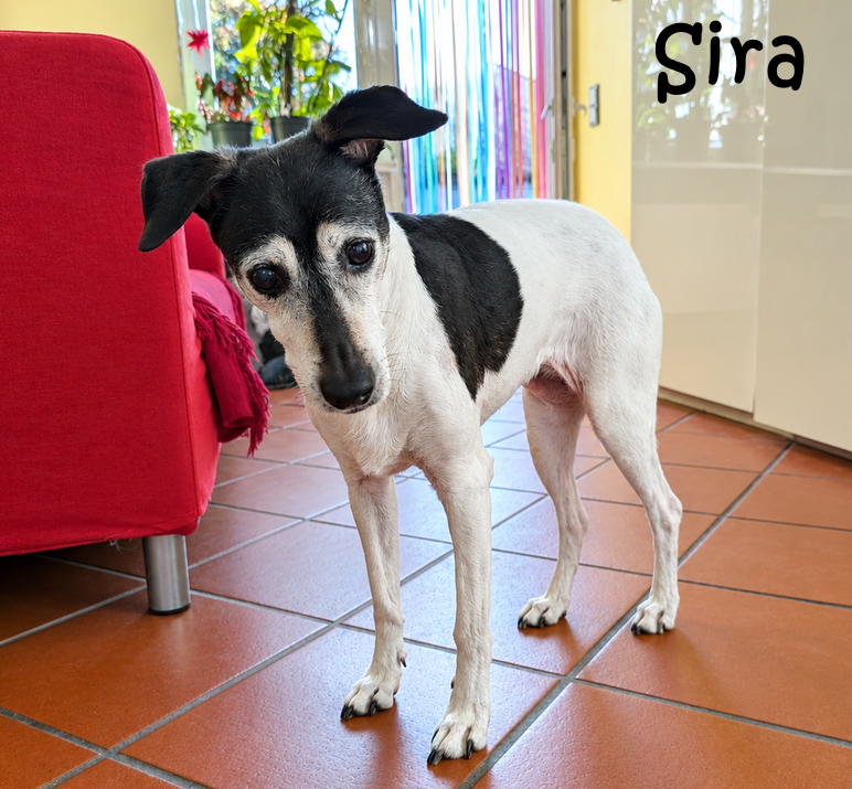 Sira_17_34_10 Sira_17_34_10