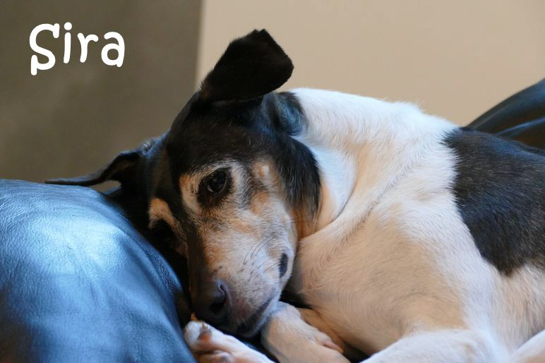 Sira_P1010057_mN