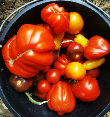 Tomaten_IMG_20240822_171307