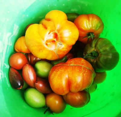 Tomaten_IMG_20240822_175306_1