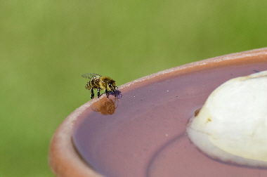 Traenke-bee-3535798_1280