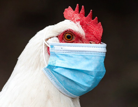 huhn-mit-maske