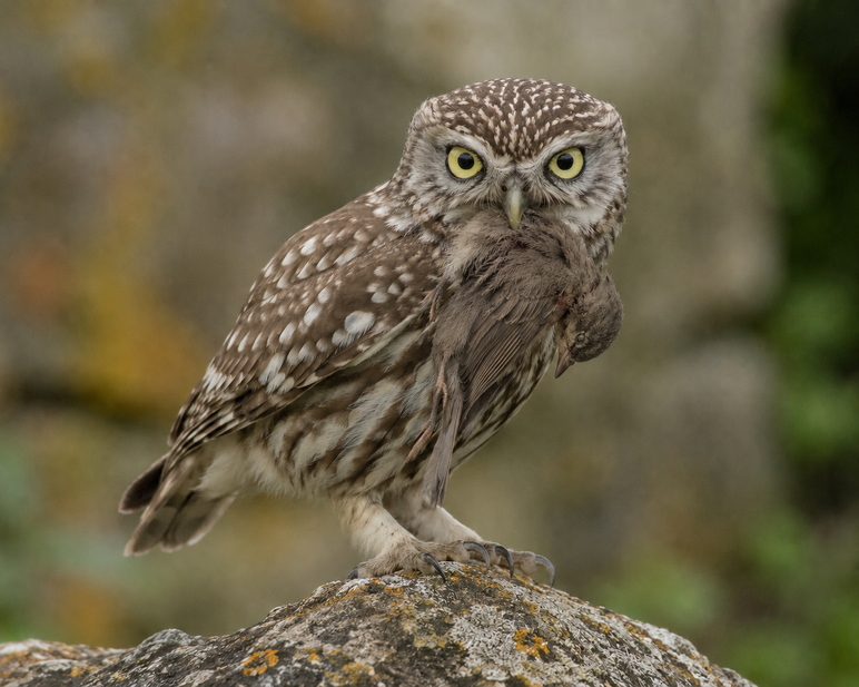 steinkauz-vogel