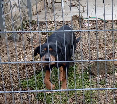 Rottweiler_IMAG0313