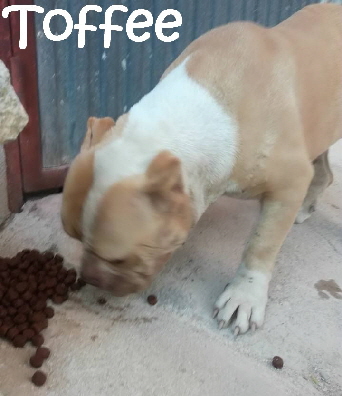 Toffee