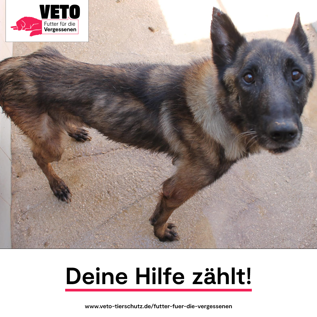 1-Futter_fuer_die_Vergessenen-Deine_Hilfe_zhlt-Tierhilfe Phnix e.V