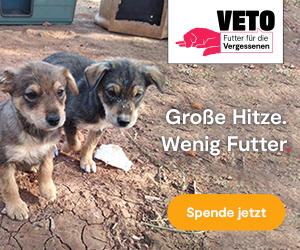 2021_Futter_fuer_die_Vergessenen_300_250