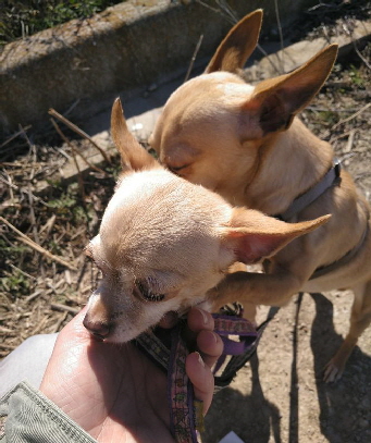 2Chihuahuas_IMG-20190312-WA0009