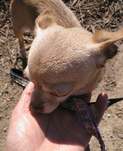 2Chihuahuas_IMG-20190312-WA0015