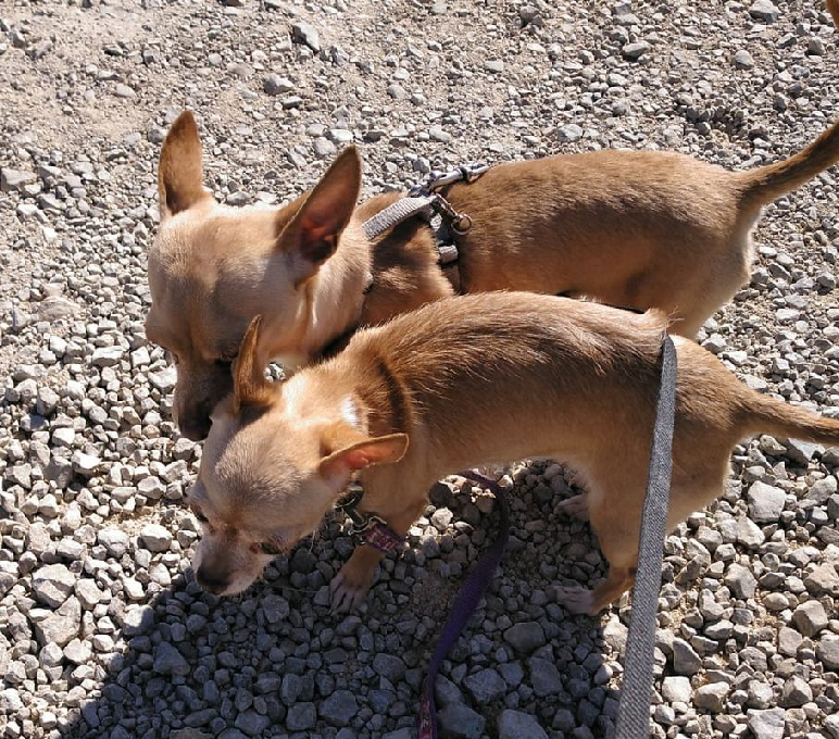 2Chihuahuas_IMG-20190312-WA0020