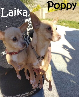 2Chihuahuas_IMG-20190426-WA0032_mN