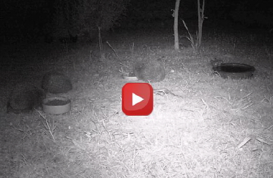 3 Igel im Vorgarten_preview