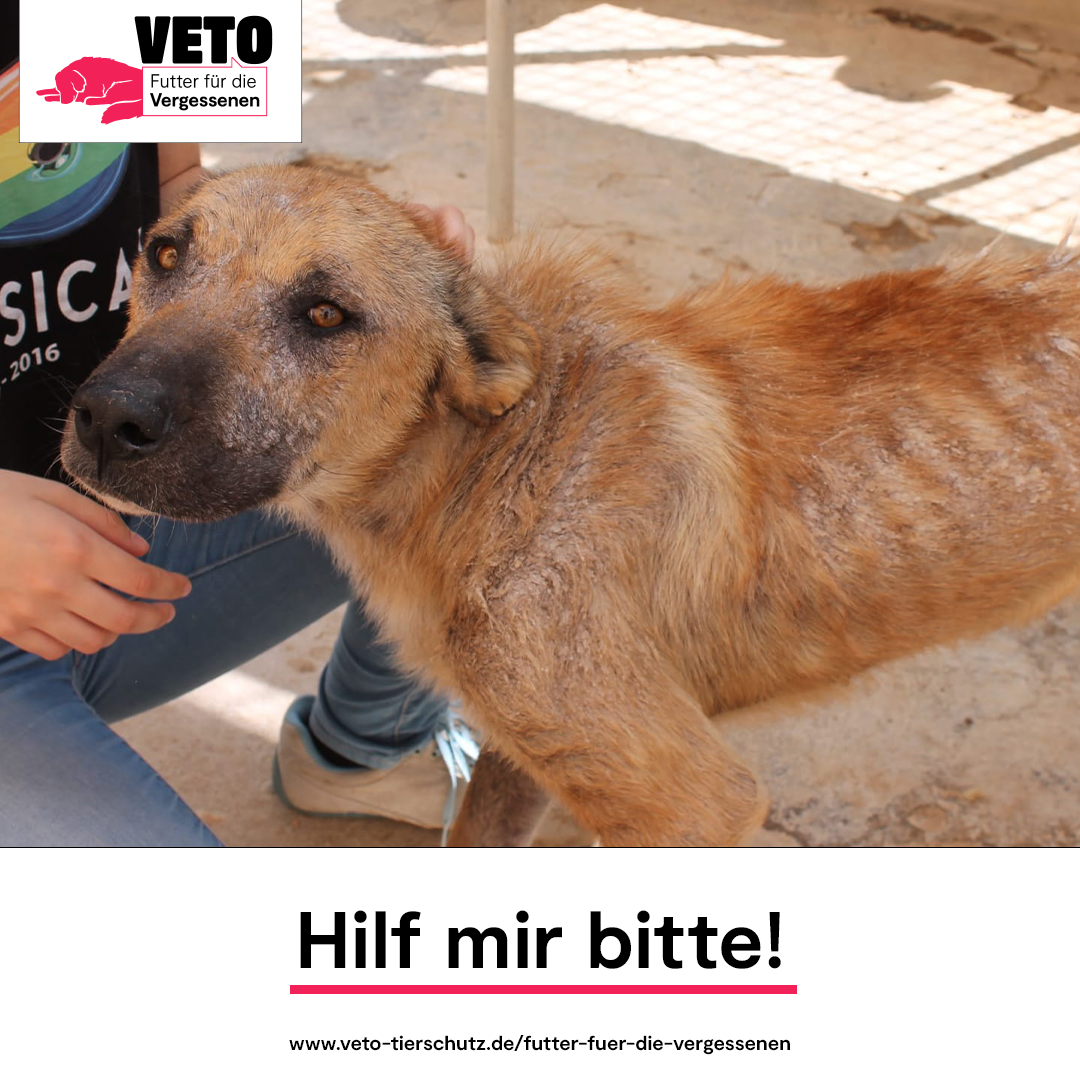5-Futter_fuer_die_Vergessenen-Hilf_mir_bitte-Tierhilfe Phnix e.V