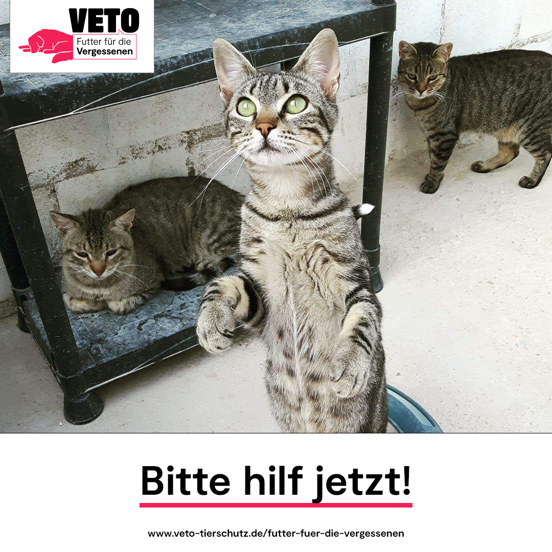 6-Futter_fuer_die_Vergessenen-Bitte_hilf_jetzt-Tierhilfe Phnix e.V
