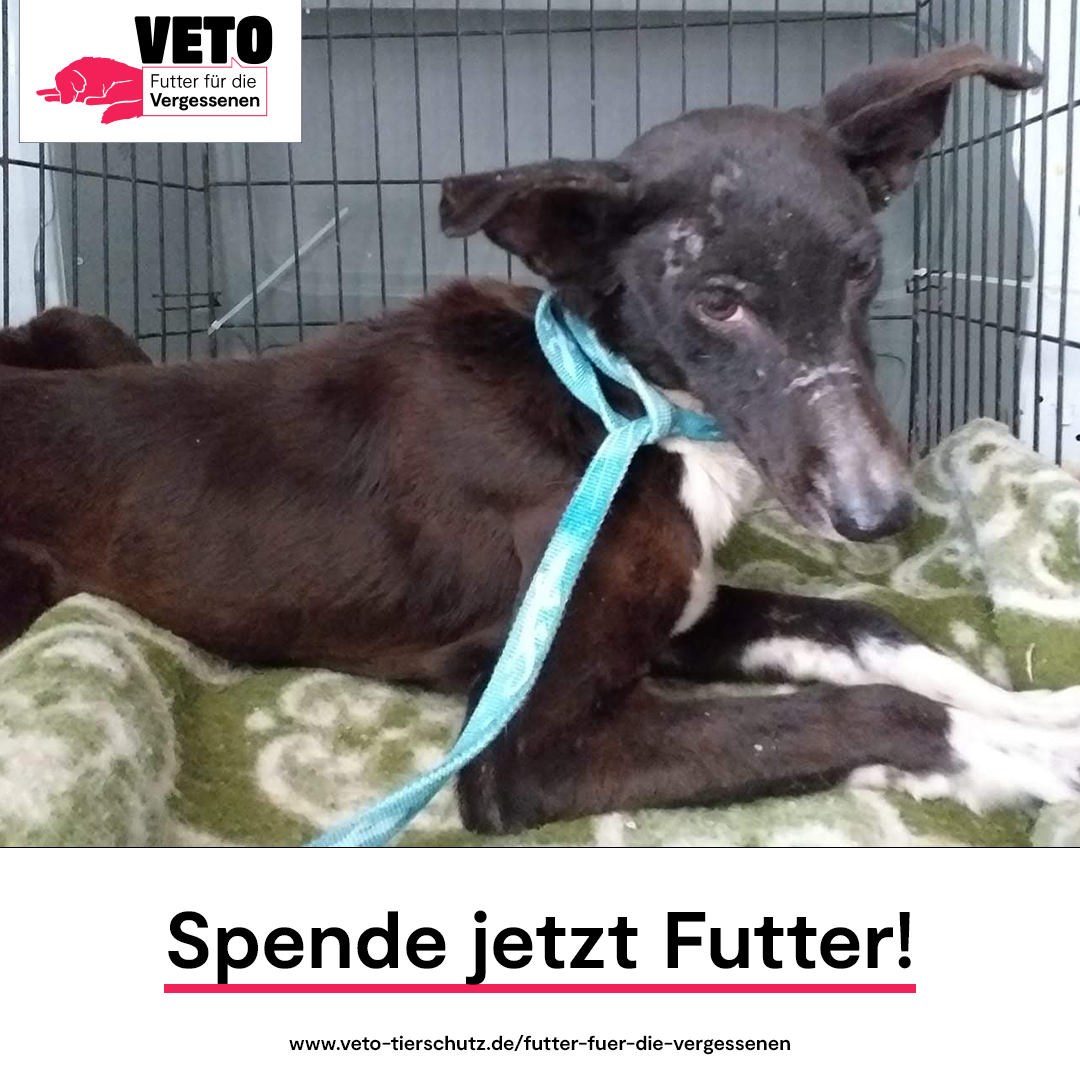 7-Futter_fuer_die_Vergessenen-Spende_jetzt_Futter-Tierhilfe Phnix e.V