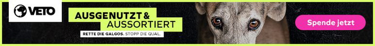 772_Homepagebanner_Galgo_728x90-3