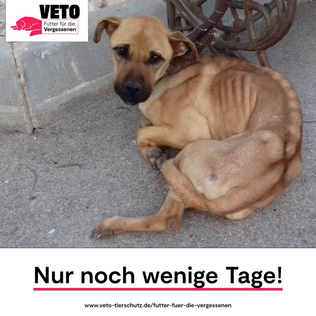8-Futter_fuer_die_Vergessenen-Nur_noch_wenige_Tage-Tierhilfe Phnix e.V