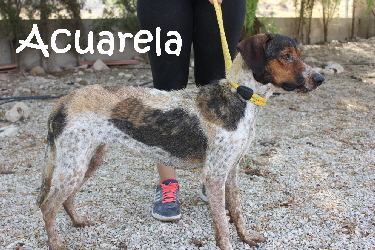 Acuarela_IMG_8473