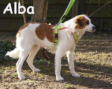 Alba_DSC00246_mN