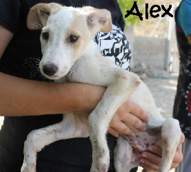 Alex_IMG_8869