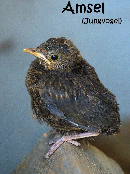 Amsel-g0aa42f795_1920