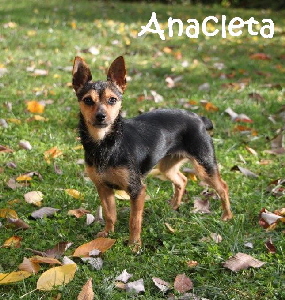 Anacleta_IMG_2078_Grennderung_mN