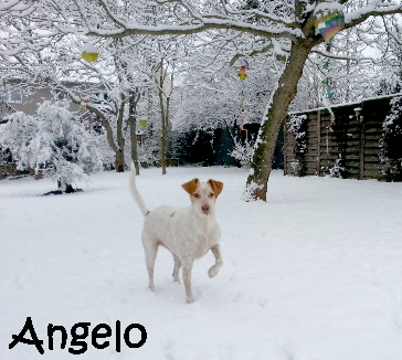 Angelo_20170110_110528_mN_1