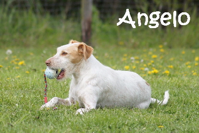 Angelo_DSC01537_mN