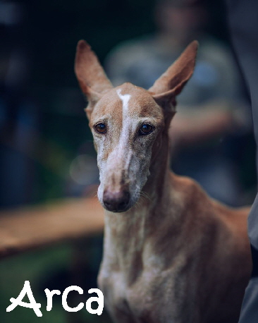 Arca_Fruehlingsfest_2019_Justin_DSC05880