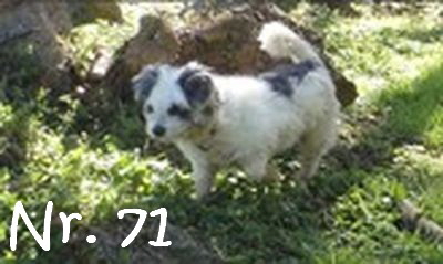 Azoren_Nr71_mN
