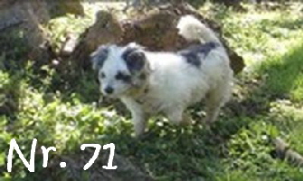 Azoren_Nr71_mN