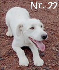 Azoren_Nr77_mN